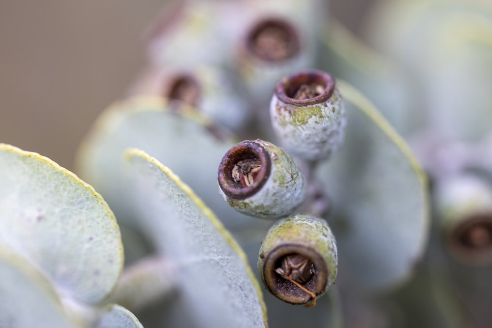 a close up of a plant with small buds