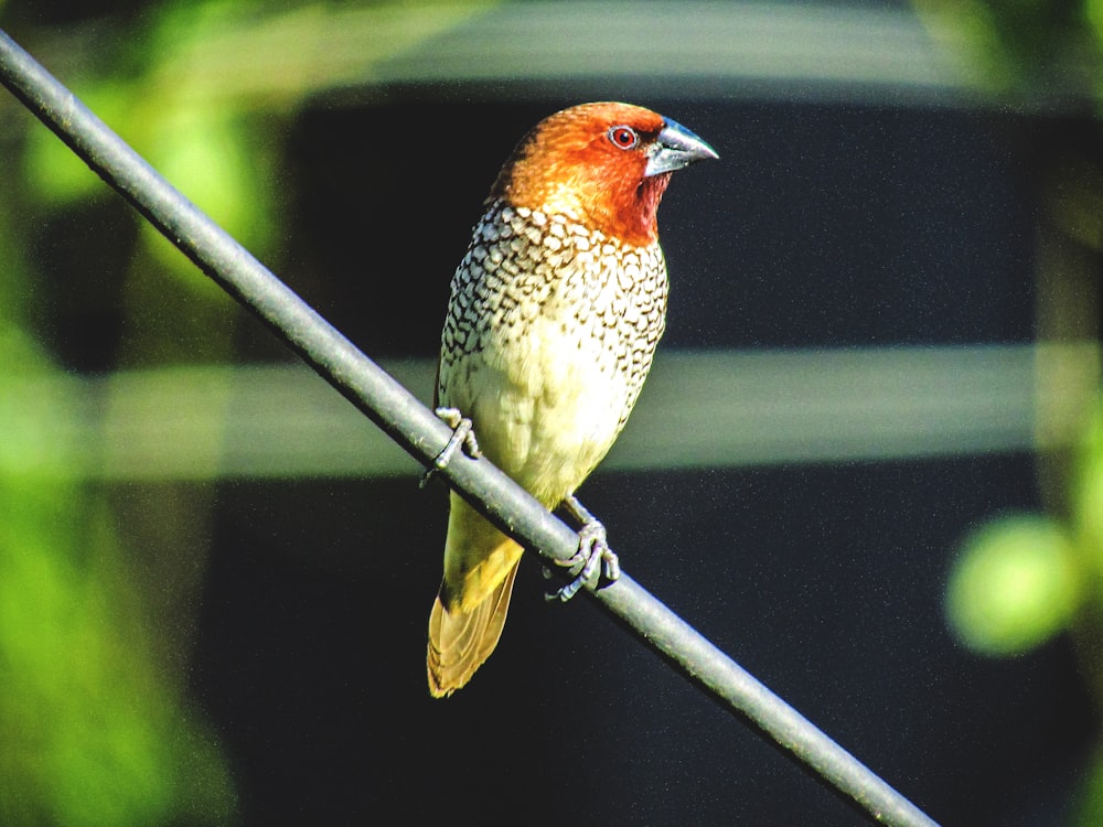 un uccello seduto su un filo con uno sfondo sfocato