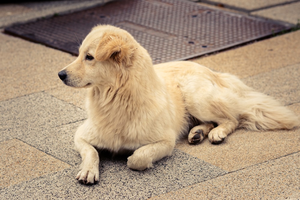 a white dog laying on the ground next to a grate