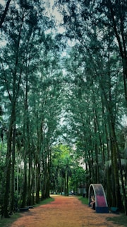 Peaceful garden path lined with native plants and shaded by tall pines.