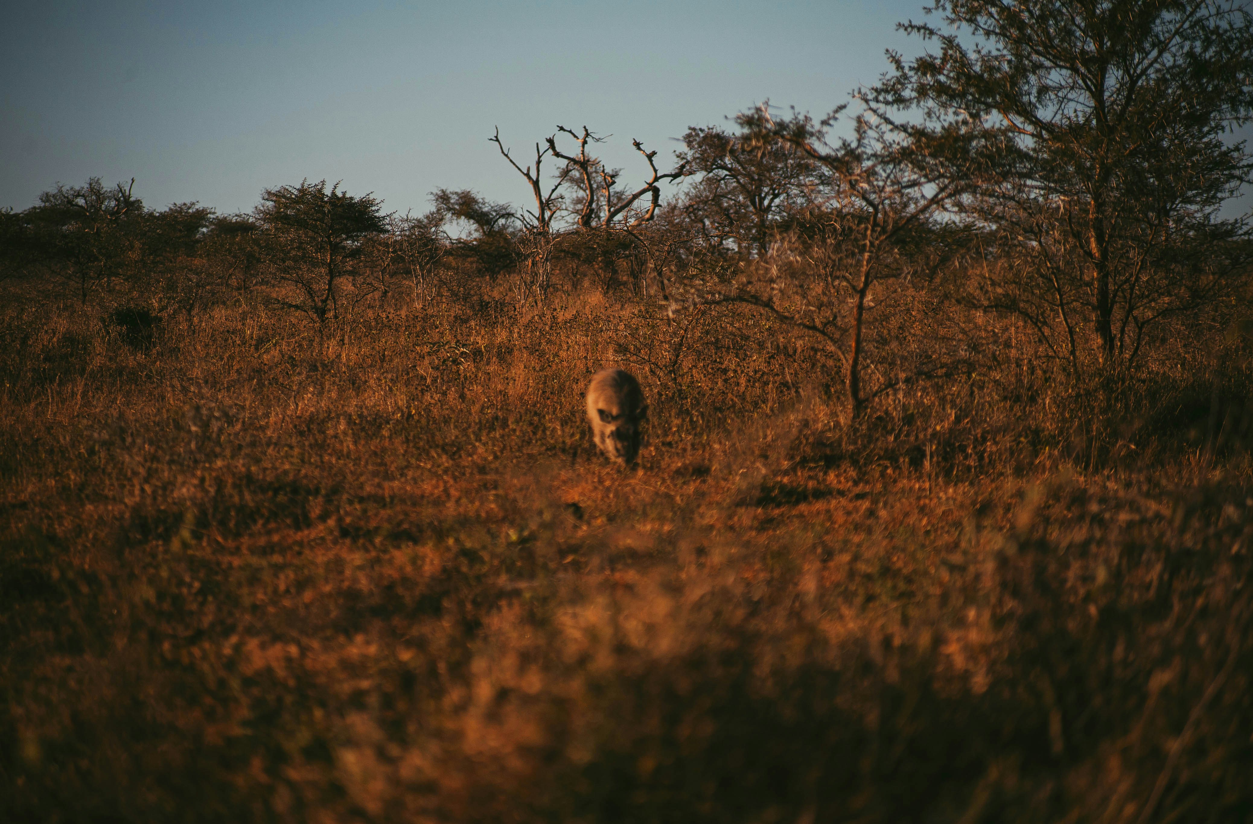 a deer in a field with trees in the background