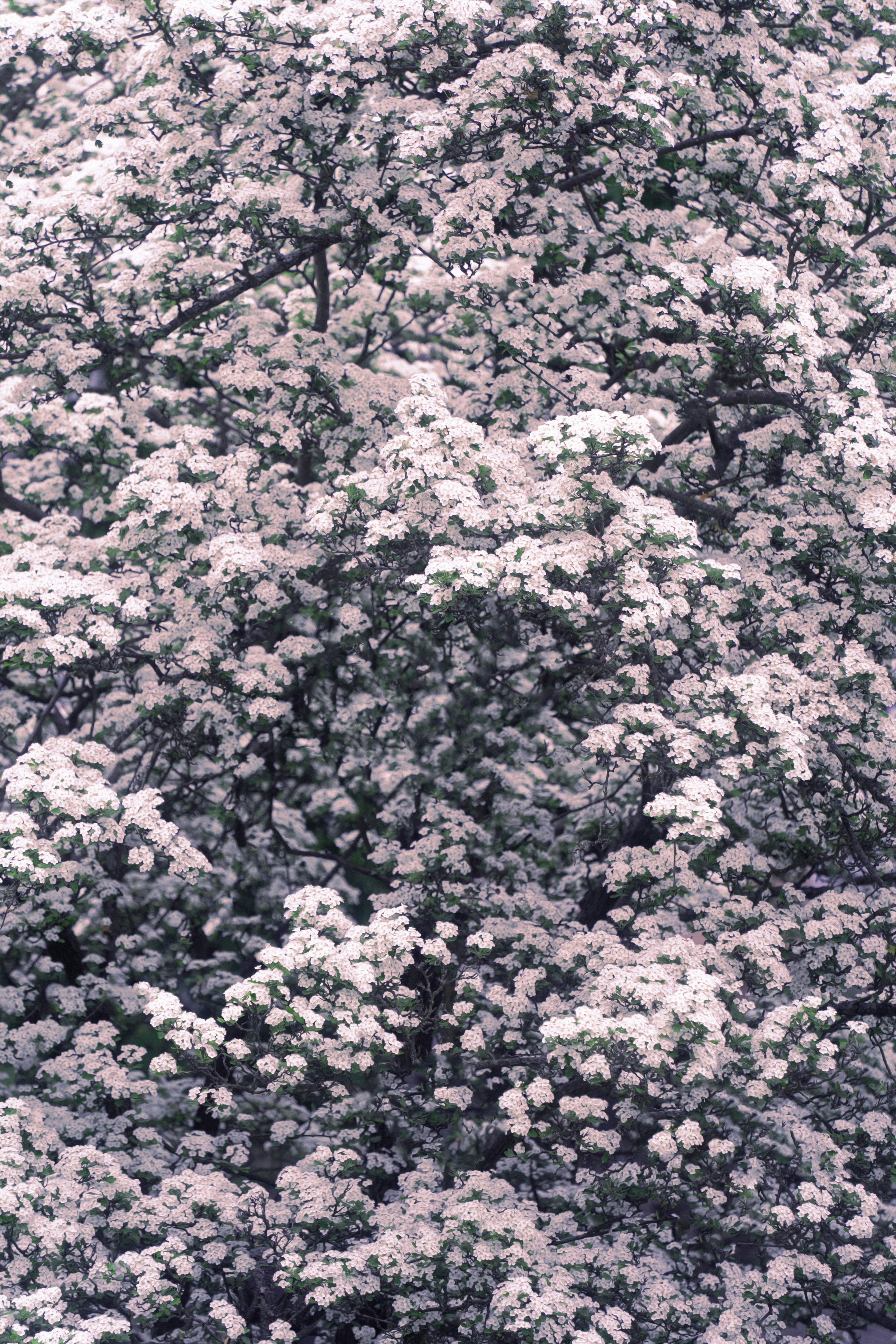 un árbol con flores blancas en el medio