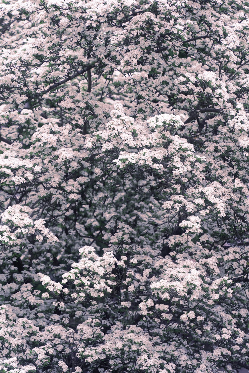 a tree with white flowers in the middle of it