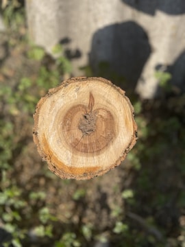 A cross-section of a tree trunk displaying concentric growth rings and varying shades of brown. The background appears blurred with hints of green foliage.