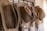 Several brown, worn cowboy hats are hung in a row on a wooden rack. The hats appear weathered, with noticeable creases and signs of age. The background includes a corrugated metal surface, adding to a rustic and vintage atmosphere.