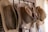 Several brown, worn cowboy hats are hung in a row on a wooden rack. The hats appear weathered, with noticeable creases and signs of age. The background includes a corrugated metal surface, adding to a rustic and vintage atmosphere.