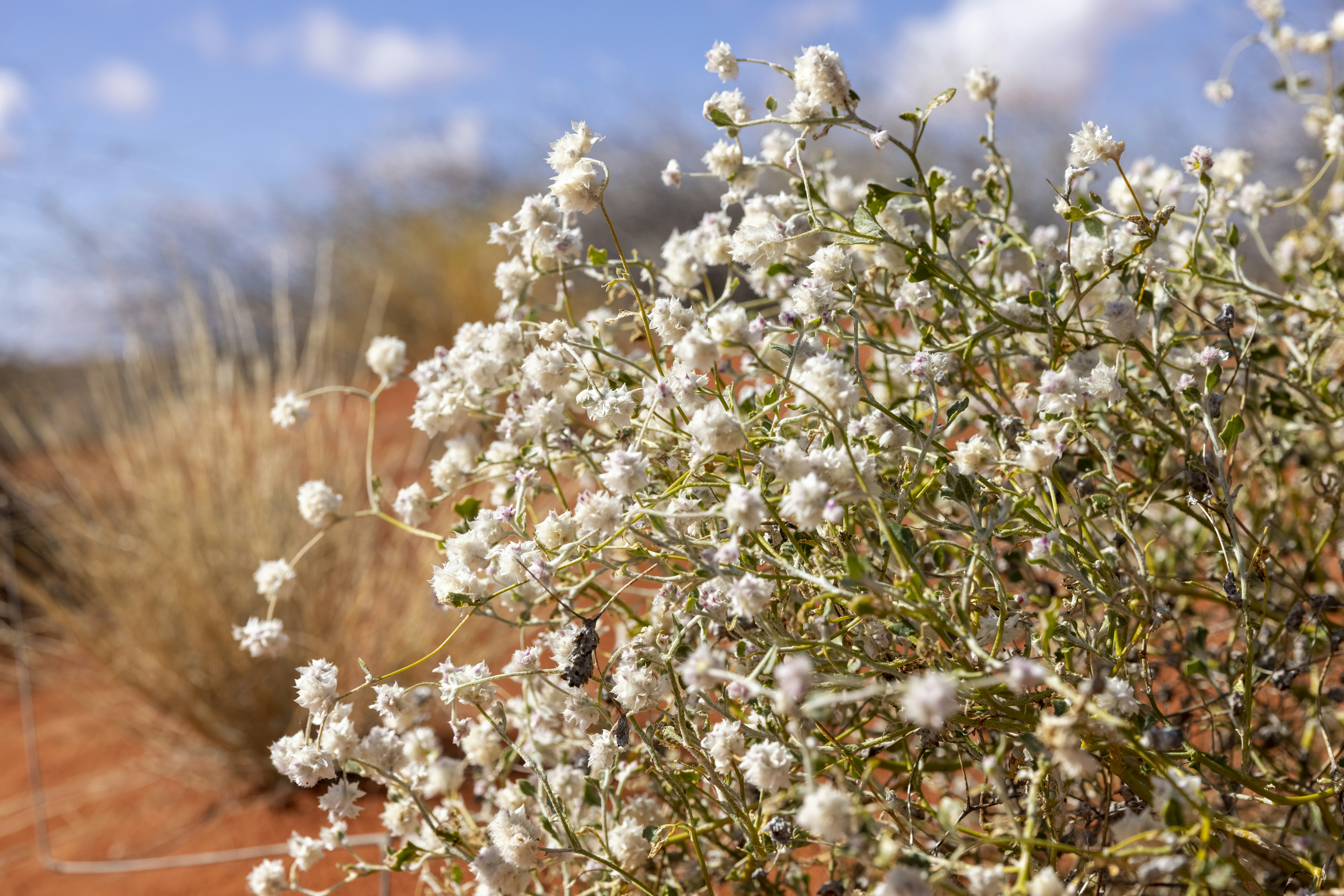 A bush with white flowers in the desert photo – Free Flower Image on ...
