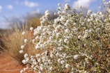 Edible flowers blooming vibrantly against dusty desert soil.