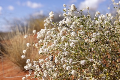 Edible flowers blooming vibrantly against dusty desert soil.
