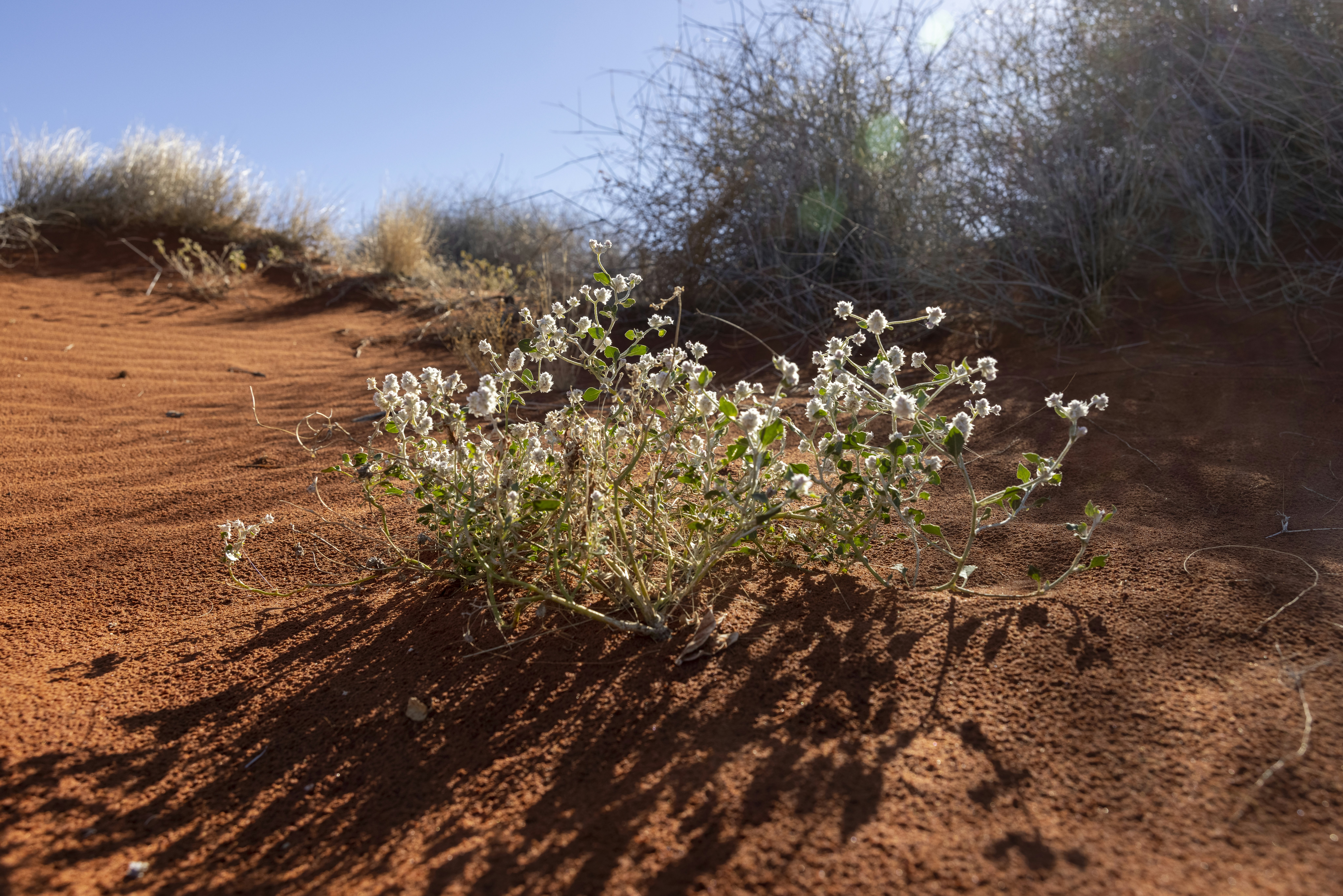 Navigating Complexities Simpson Thacher’s Approach