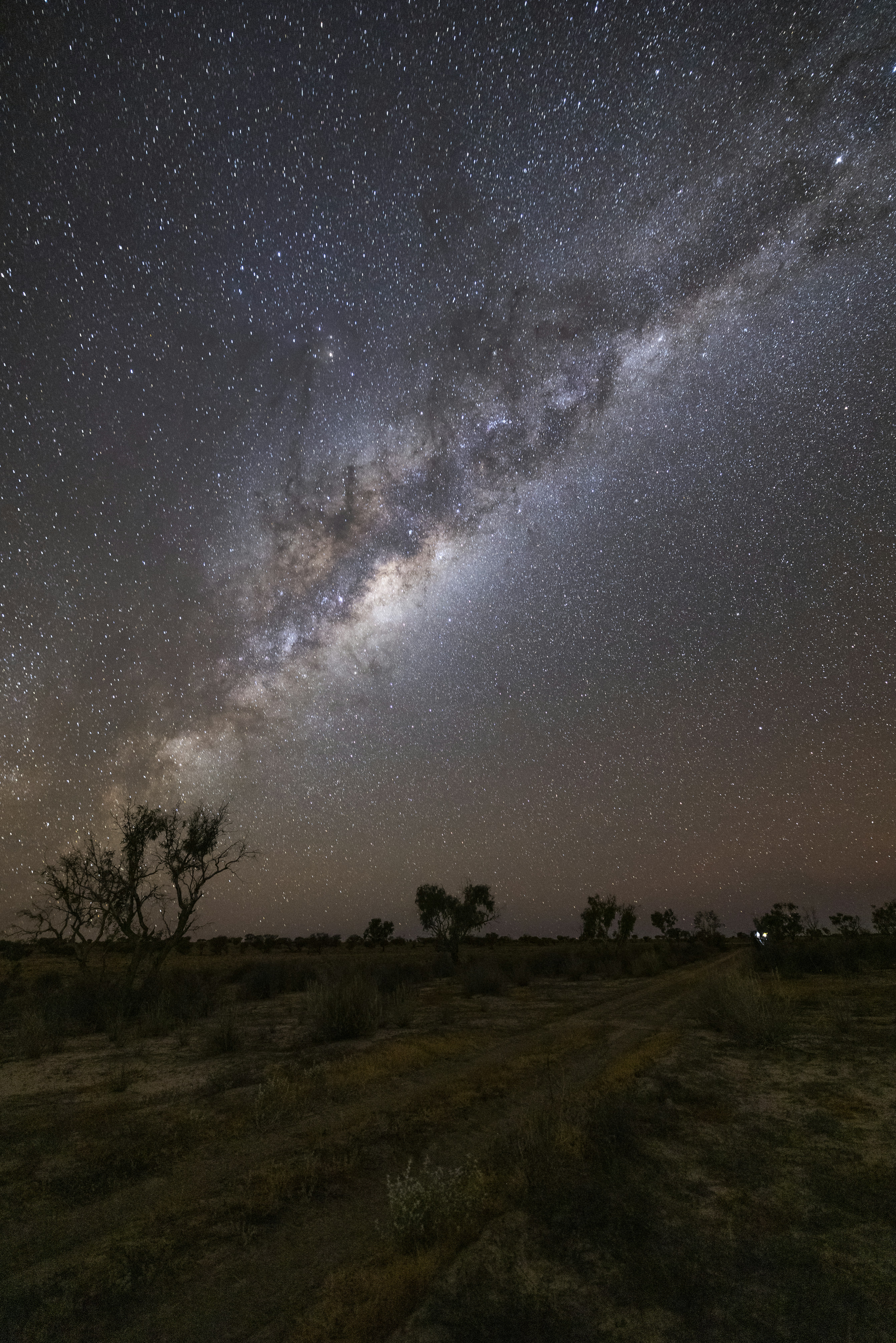 Australian outback under a brilliant Milky Way with red earth and eucalyptus trees silhouetted against the night sky