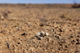 Close-up of a desert flower blooming resiliently among dry, cracked earth.