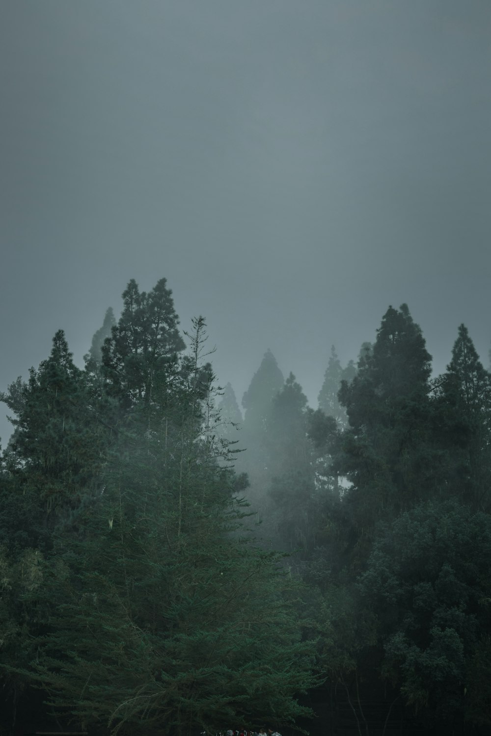 a group of trees that are standing in the grass