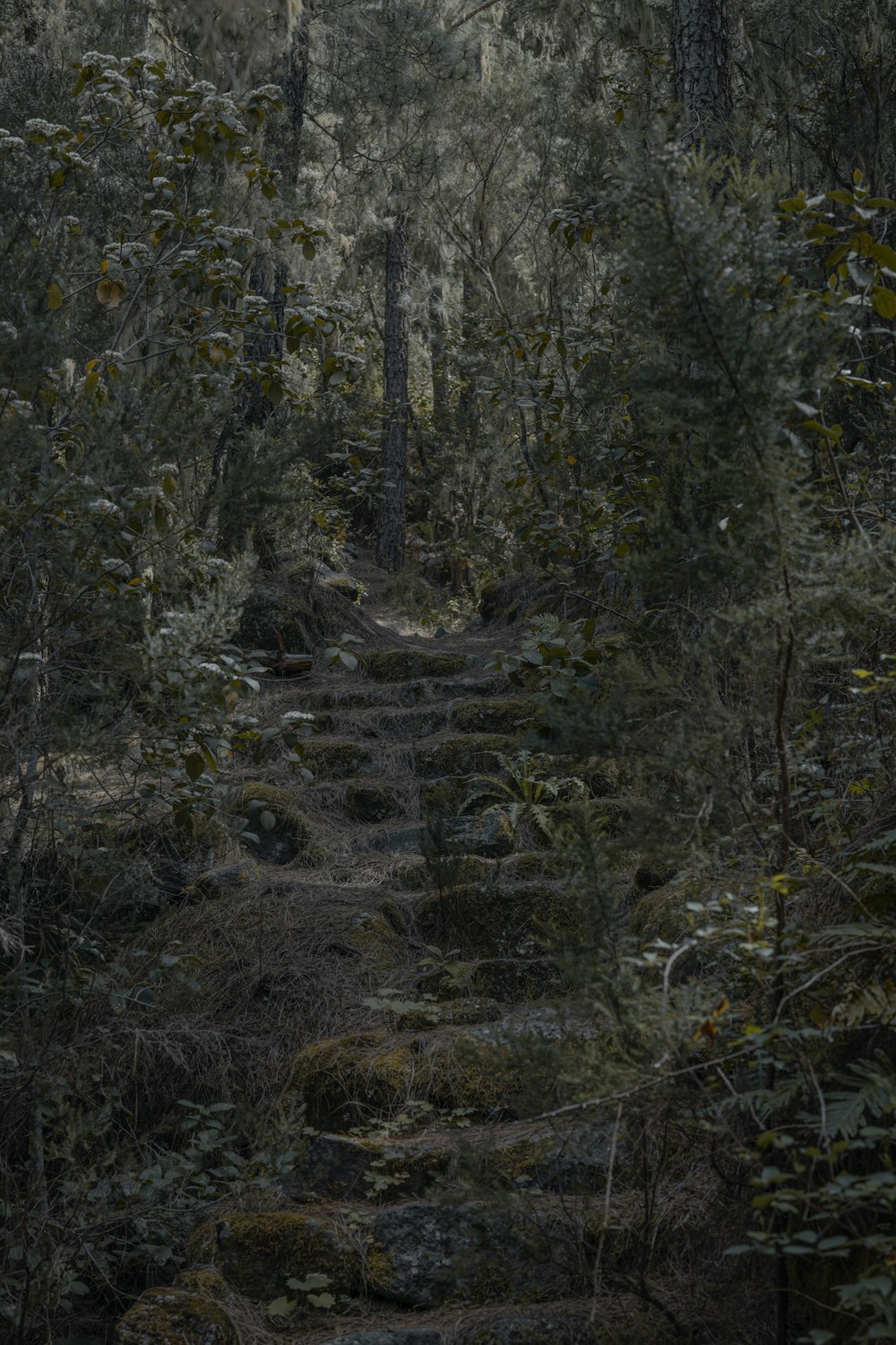 a path in the middle of a forest with lots of trees