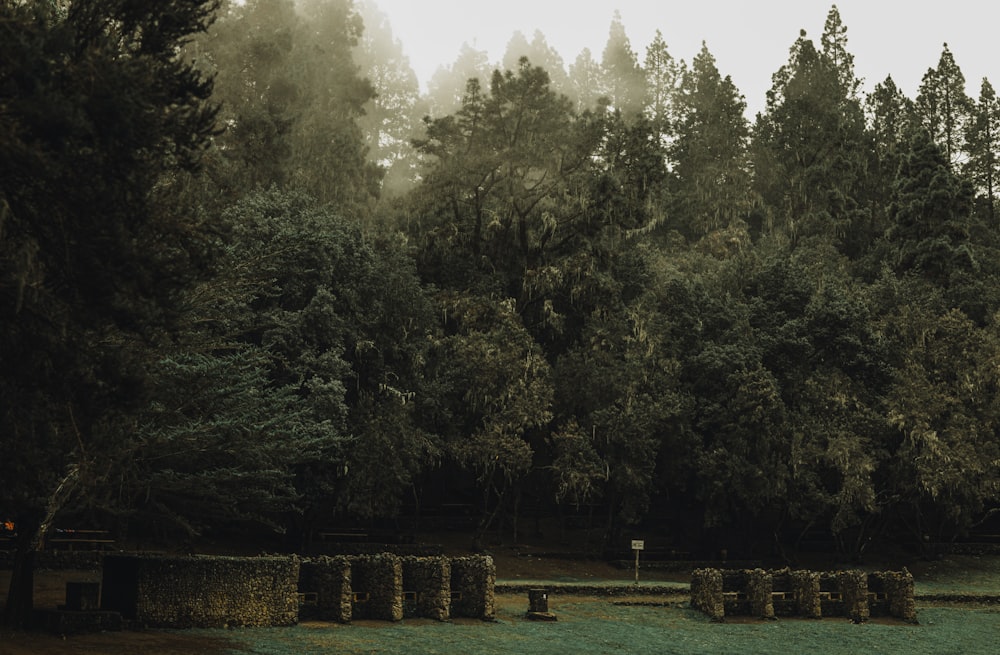 a foggy forest filled with lots of trees