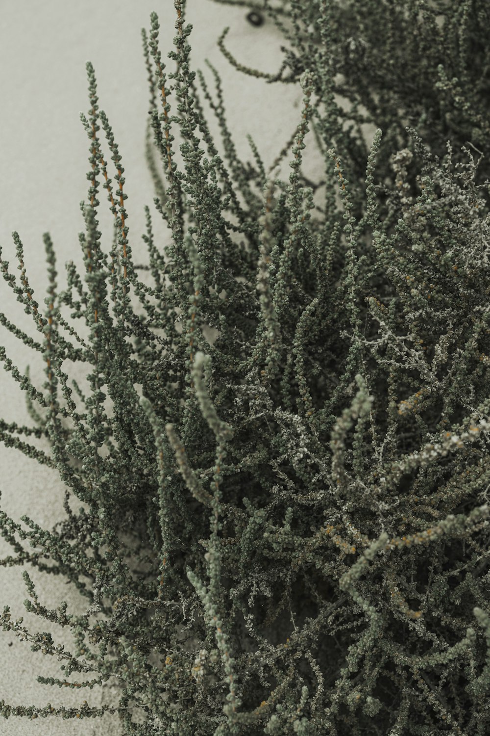 a close up of a plant in the snow