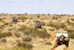 A rugged landscape featuring a dirt trail leading through a vast desert area, with three off-road vehicles traveling in a convoy. Sparse vegetation covers the arid terrain, and the sky is clear with a few clouds. Each vehicle carries camping gear, highlighting the adventurous nature of the journey.