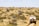 A rugged landscape featuring a dirt trail leading through a vast desert area, with three off-road vehicles traveling in a convoy. Sparse vegetation covers the arid terrain, and the sky is clear with a few clouds. Each vehicle carries camping gear, highlighting the adventurous nature of the journey.