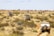 A rugged landscape featuring a dirt trail leading through a vast desert area, with three off-road vehicles traveling in a convoy. Sparse vegetation covers the arid terrain, and the sky is clear with a few clouds. Each vehicle carries camping gear, highlighting the adventurous nature of the journey.