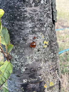 A close-up of fresh benzoin resin dripping from tree bark in a lush green forest.