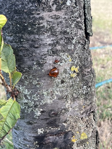 A vibrant image of shilajit resin in a natural setting.