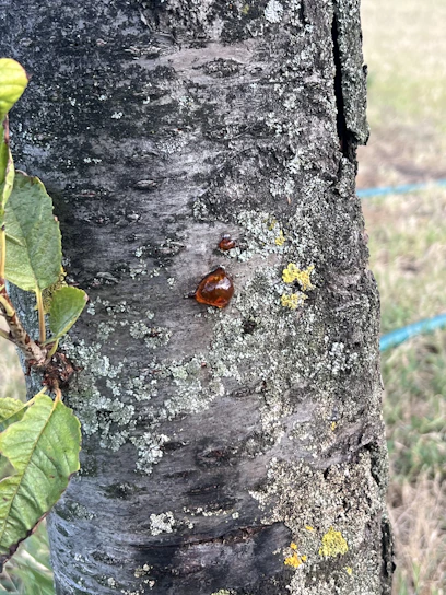 A close-up of fresh benzoin resin dripping from tree bark in a lush green forest.