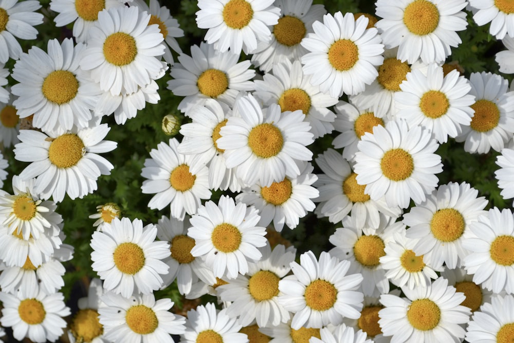 a bunch of white flowers with yellow centers