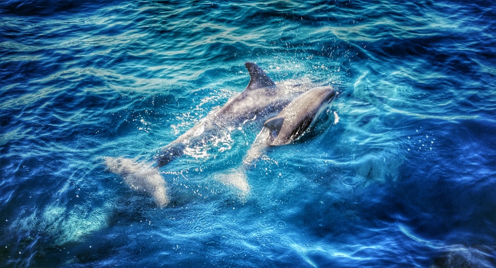 a couple of dolphins swimming in the ocean