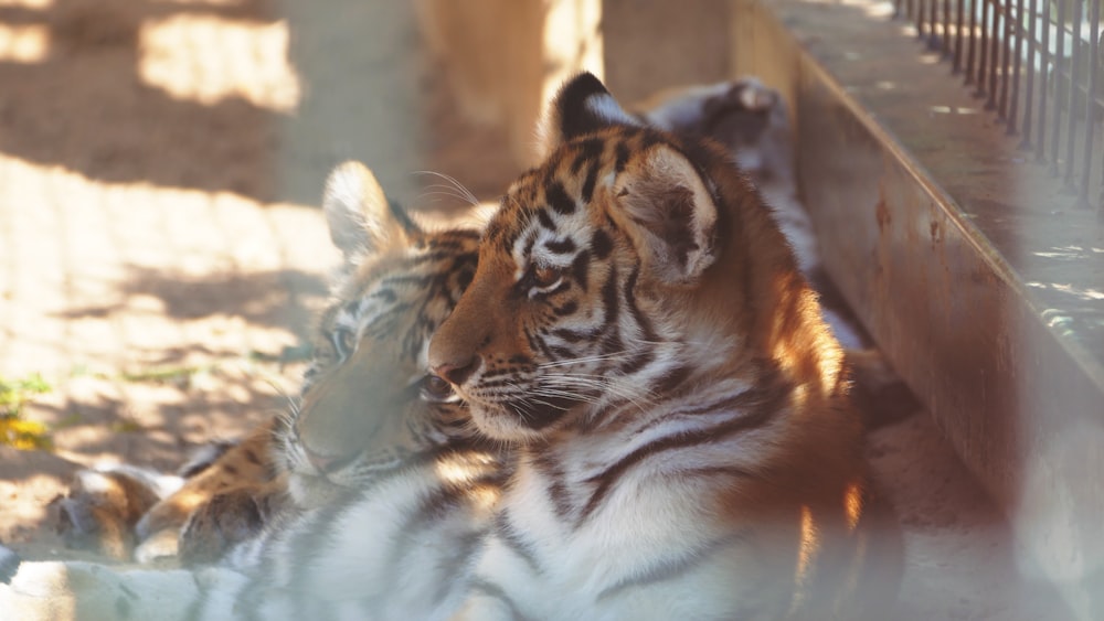 a tiger laying on the ground next to a fence