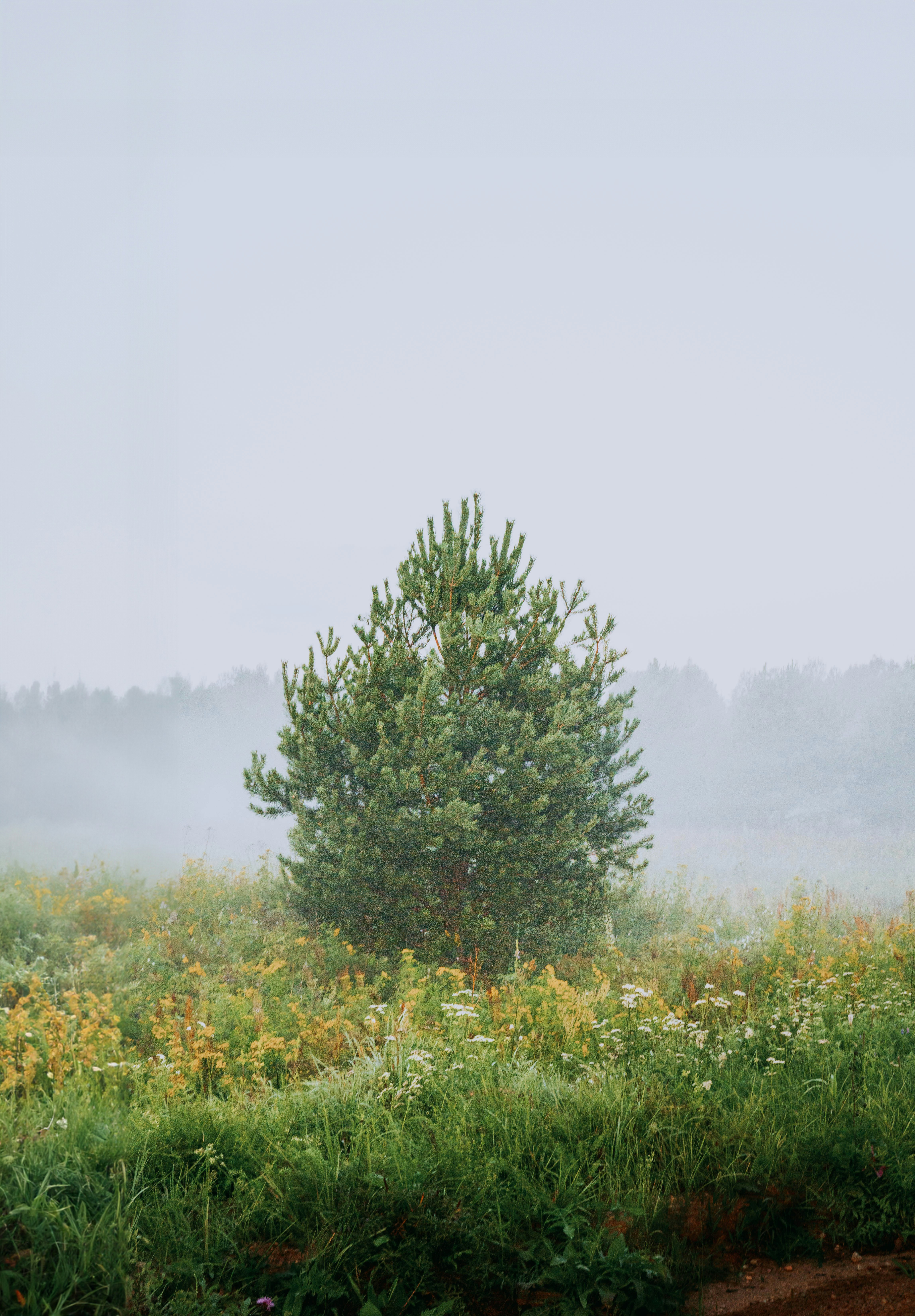 Un albero solitario in mezzo a un campo