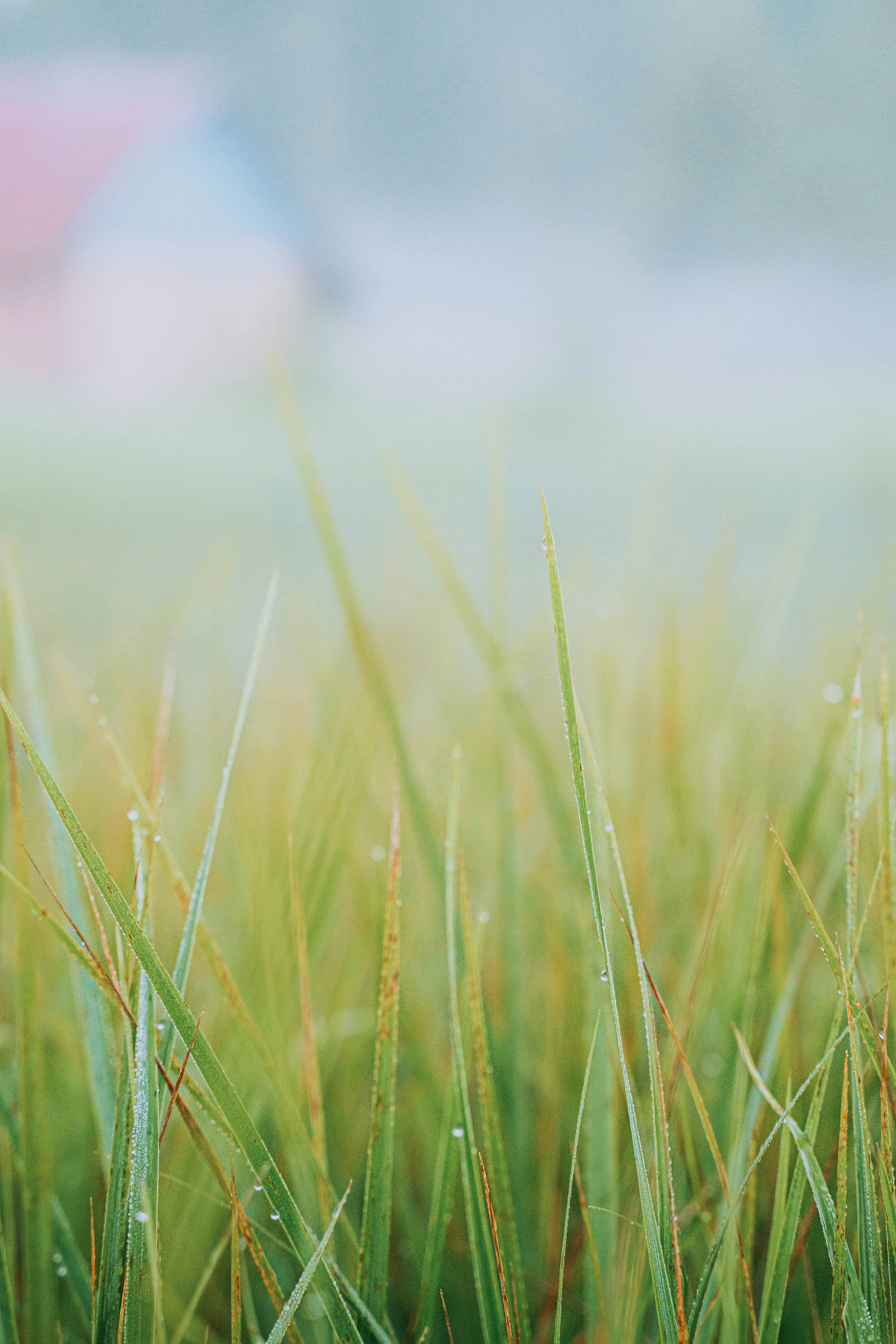 a field of grass with a red umbrella in the background