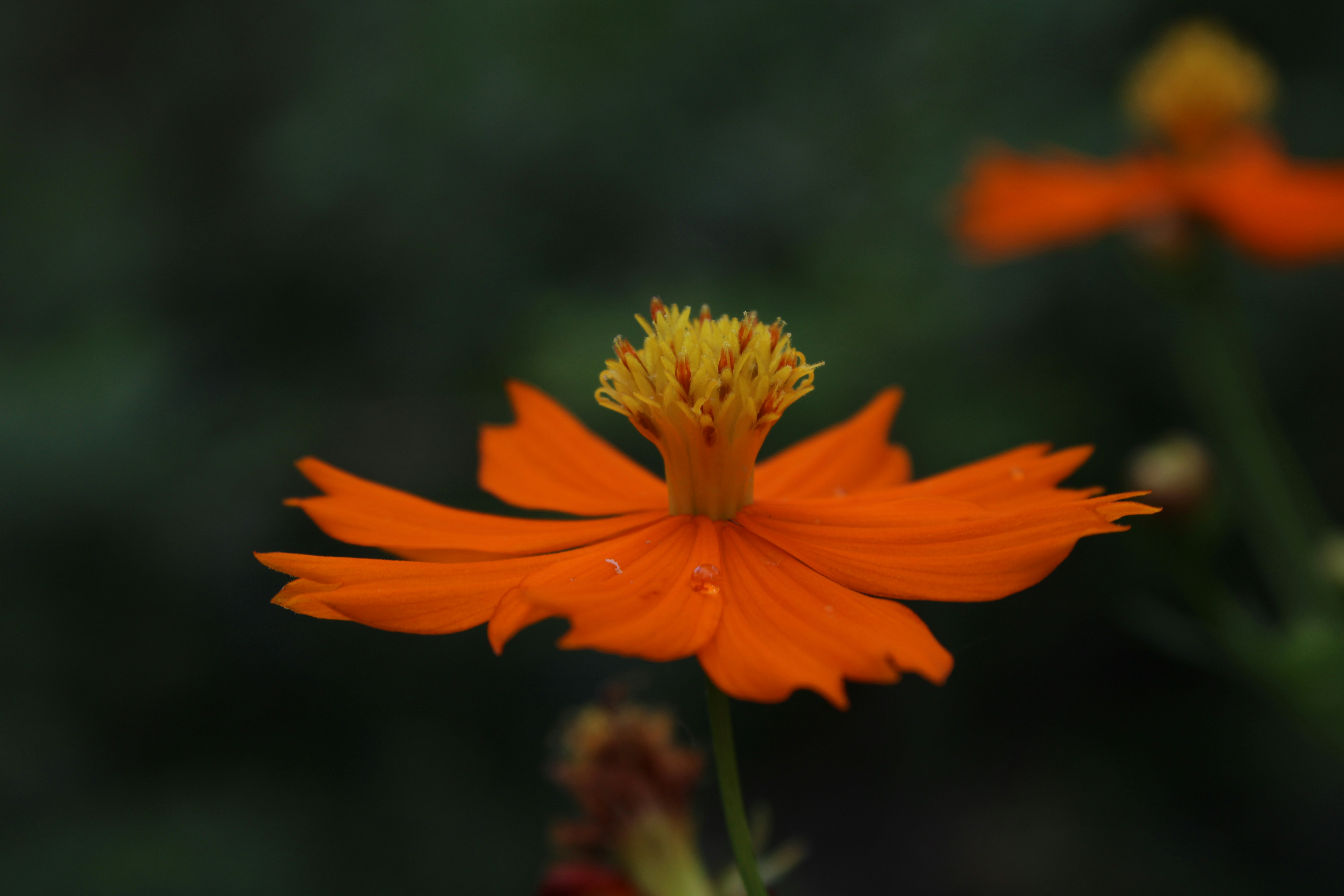 Photo by dilani_wicky