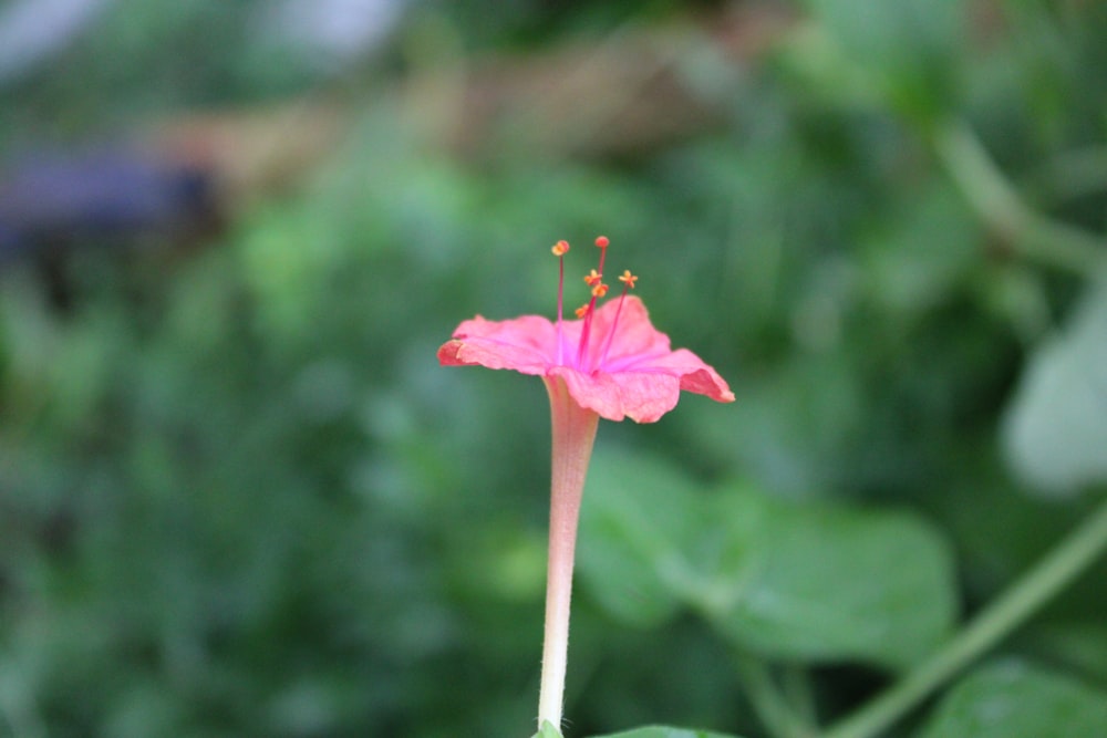 a pink flower with a green background
