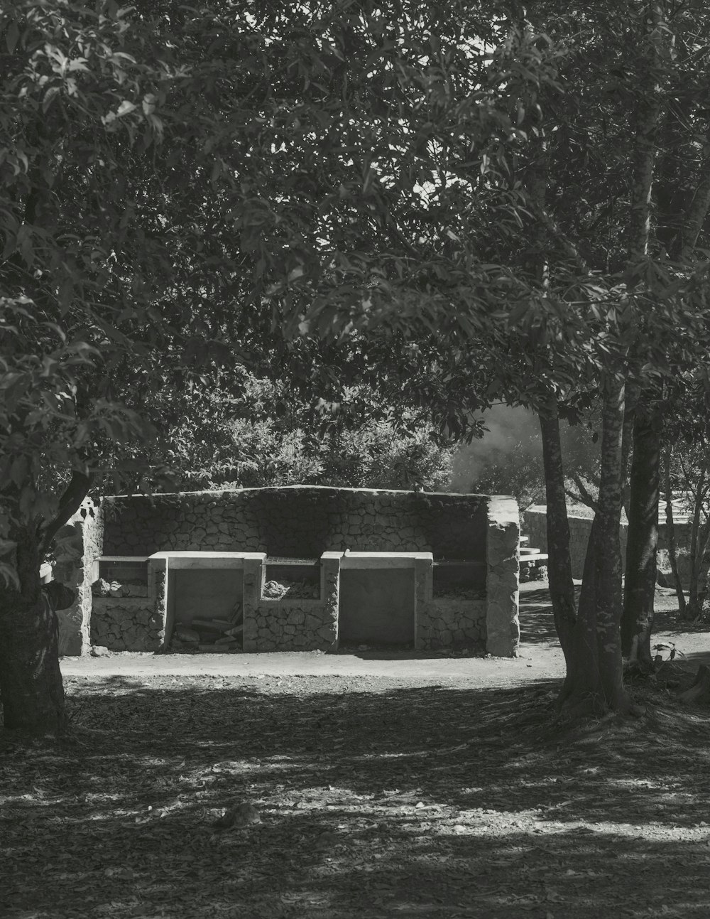 a black and white photo of a bench under a tree