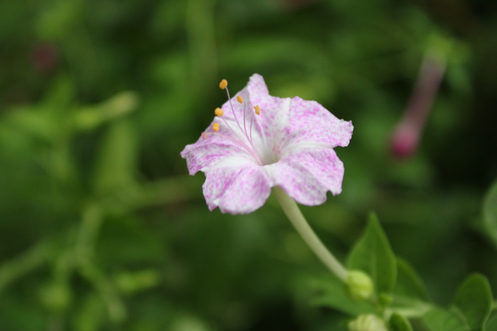 a close up of a pink flower with green leaves