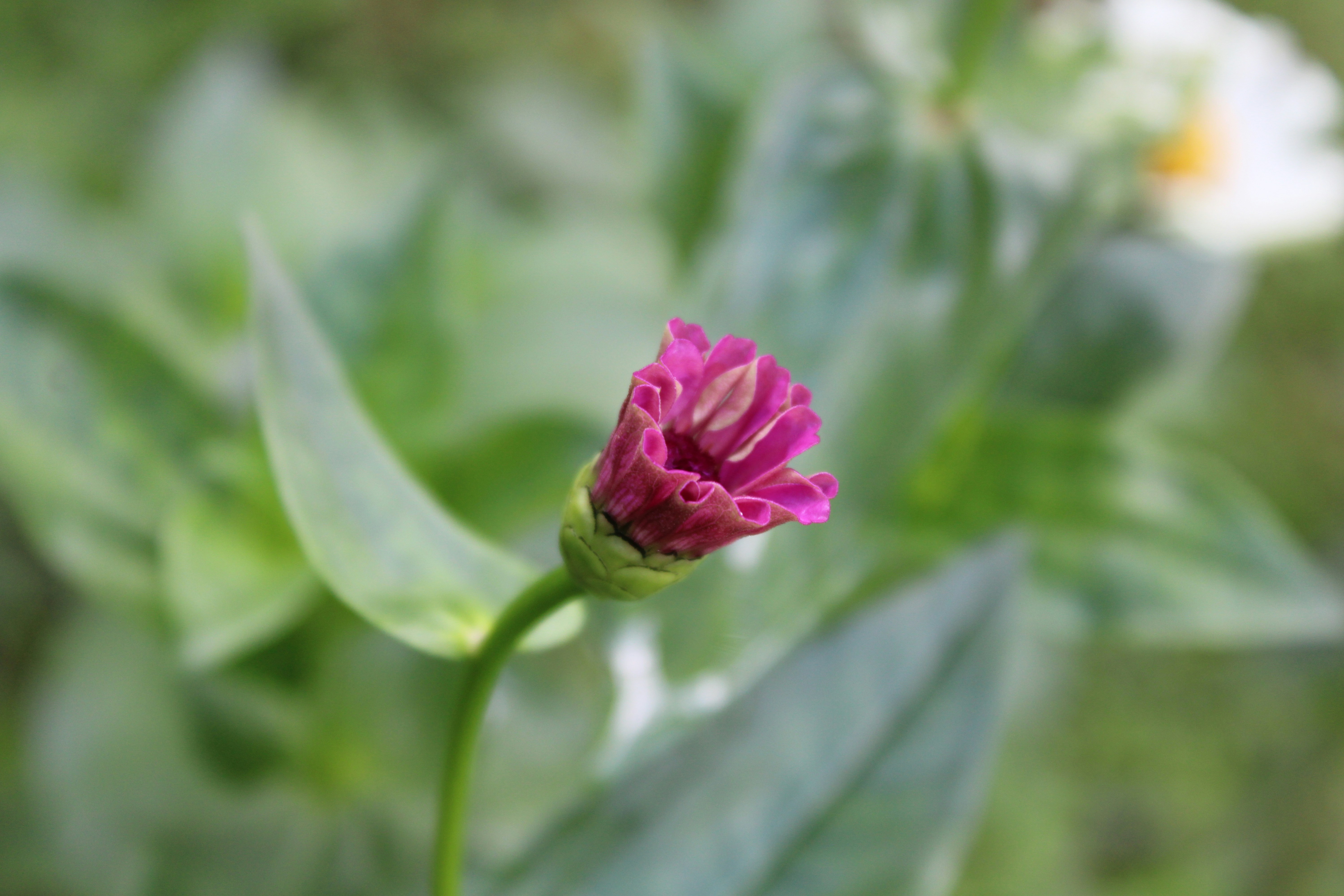 Photo by dilani_wicky