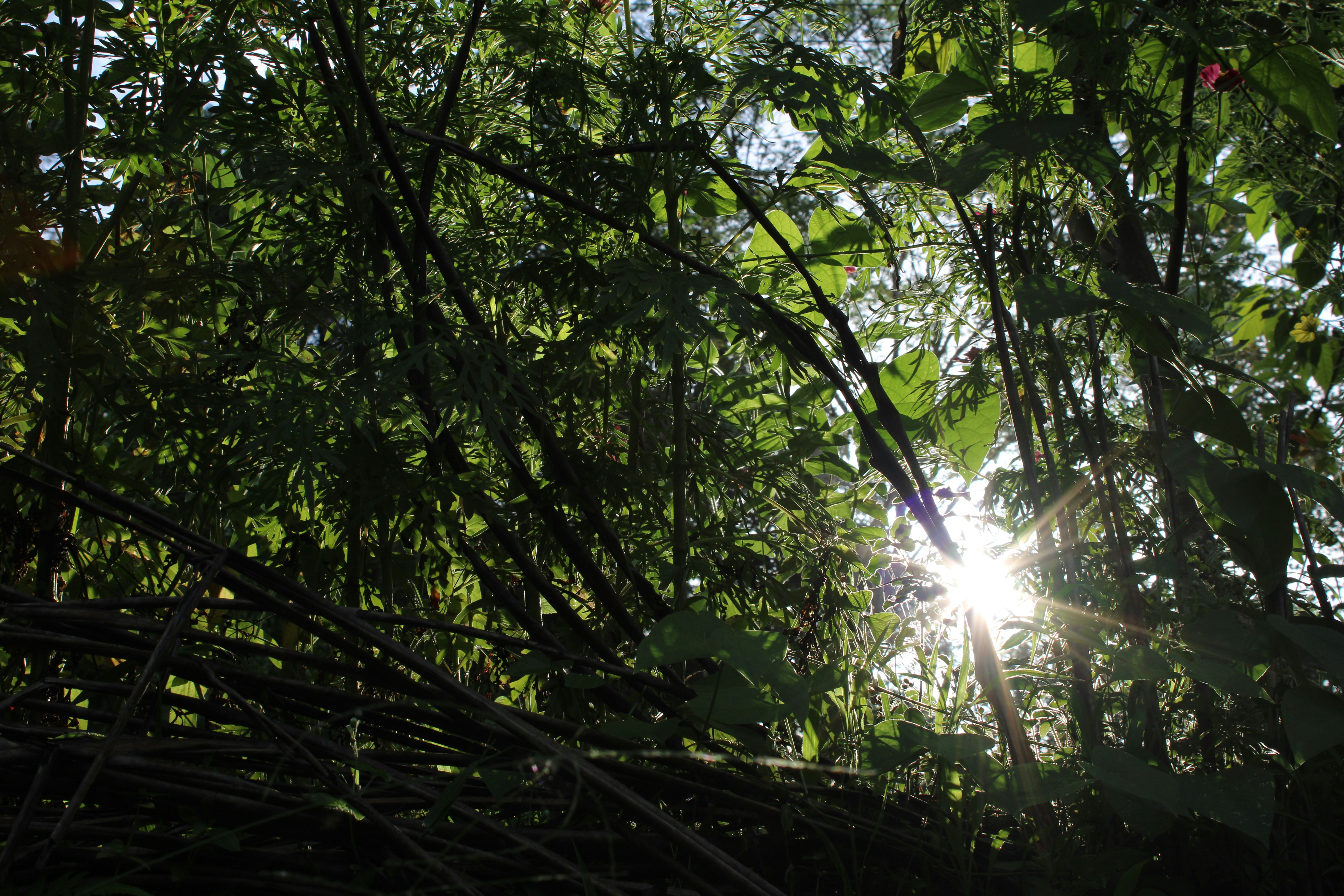 Nature’s Pantry: A Beginner’s Guide to Identifying Edible Plants in North American Woods