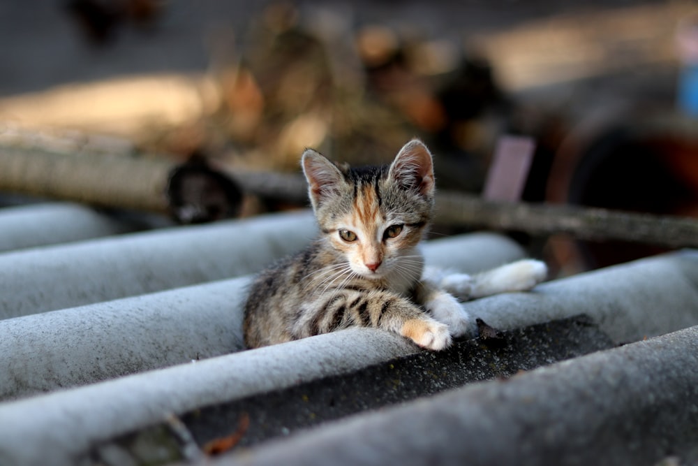 a small kitten laying on top of a roof