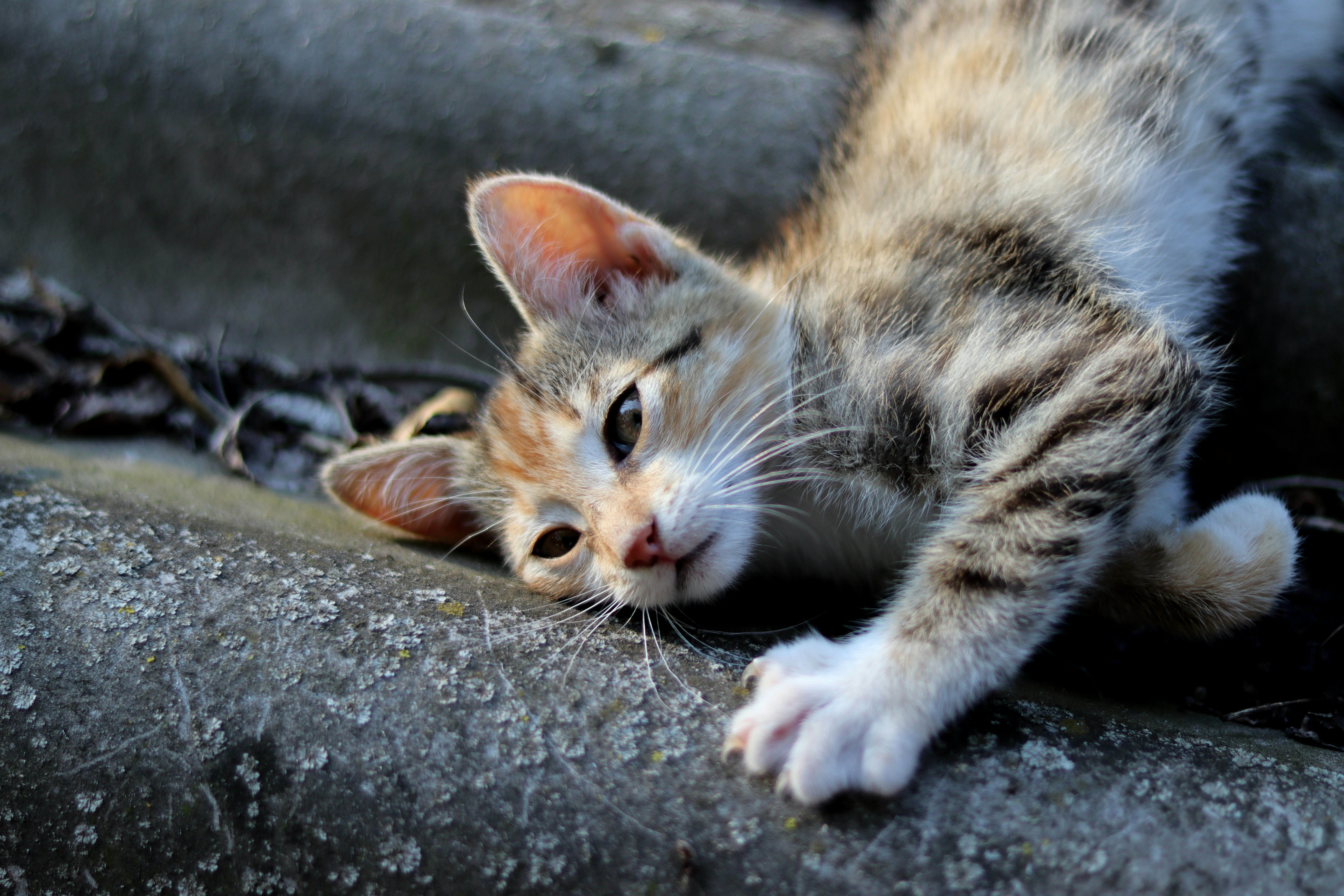Adorable kitten with big eyes and a playful spirit.