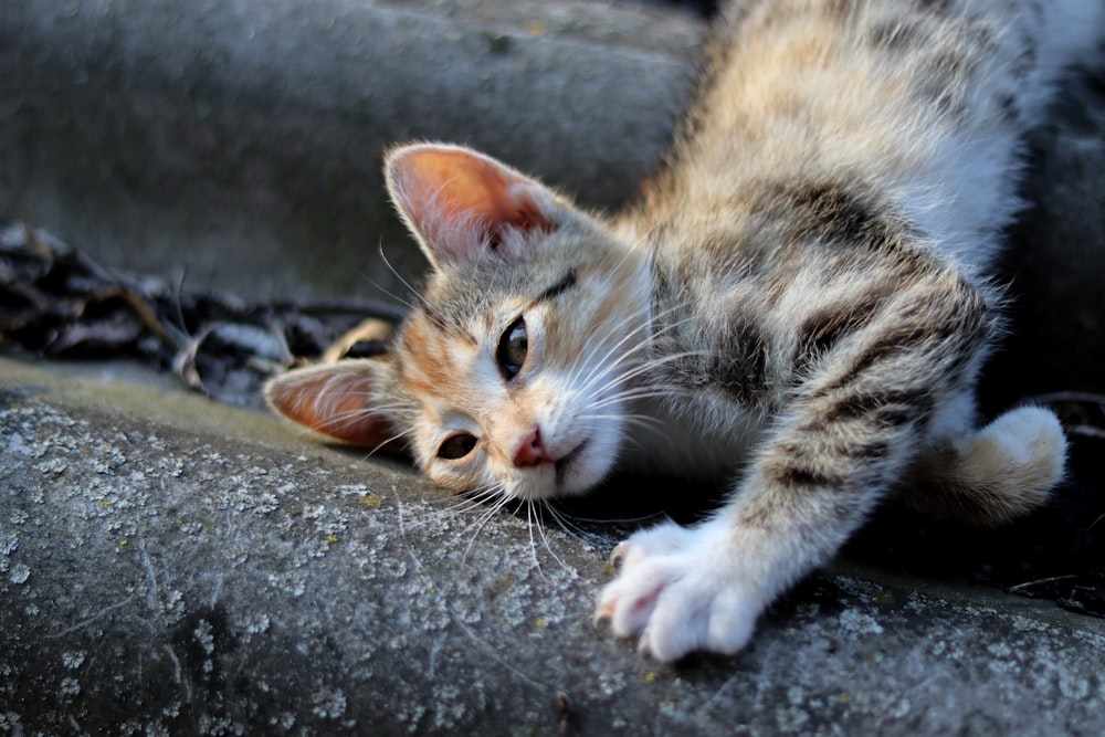 a small kitten laying on top of a cement slab