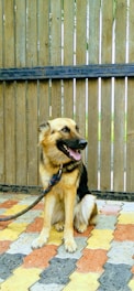 A German Shepherd dog is sitting on a multicolored tiled floor with a leash. Behind the dog is a wooden fence with narrow gaps allowing some light through.