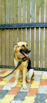 A German Shepherd dog is sitting on a multicolored tiled floor with a leash. Behind the dog is a wooden fence with narrow gaps allowing some light through.