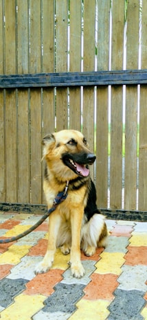A German Shepherd dog is sitting on a multicolored tiled floor with a leash. Behind the dog is a wooden fence with narrow gaps allowing some light through.