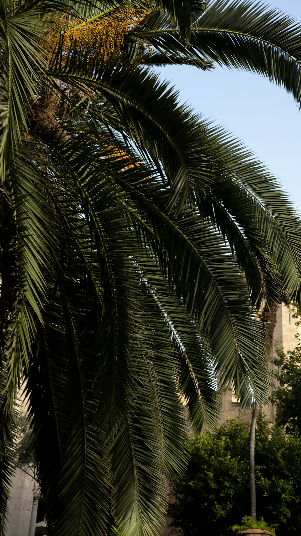 a palm tree with a clock tower in the background