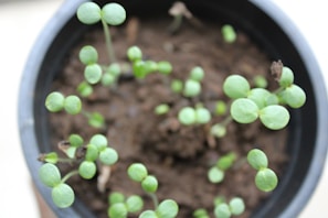 Small green seedlings with round leaves sprouting from dark brown soil in a black plastic pot.