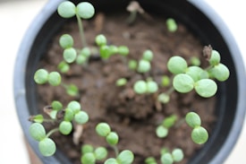 Small green seedlings with round leaves sprouting from dark brown soil in a black plastic pot.