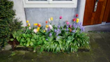Colorful rows of blooming flowers in a small urban garden patch.