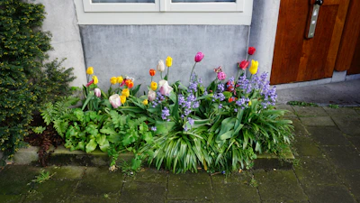 Colorful rows of blooming flowers in a small urban garden patch.