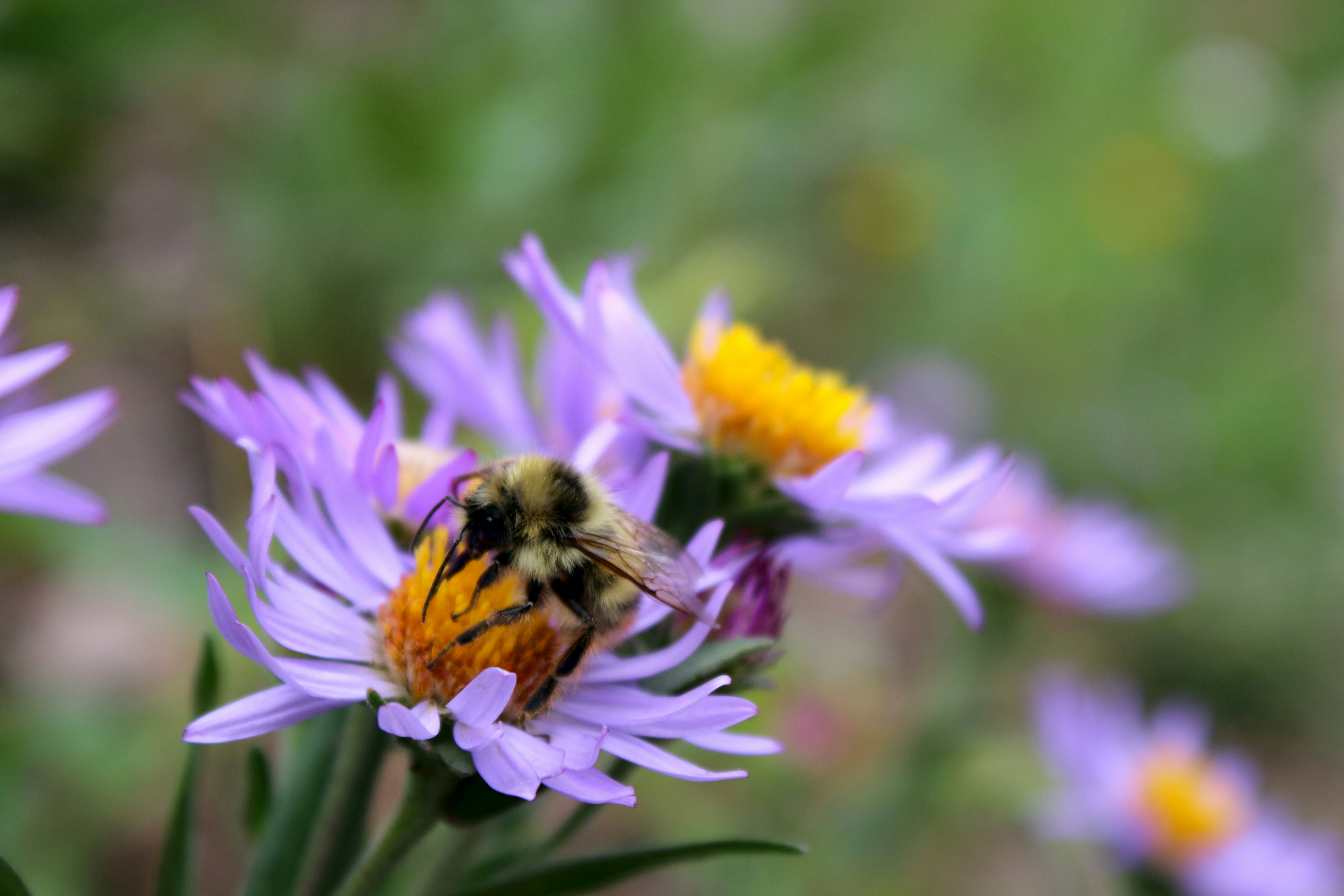 Photo by lauraseaman