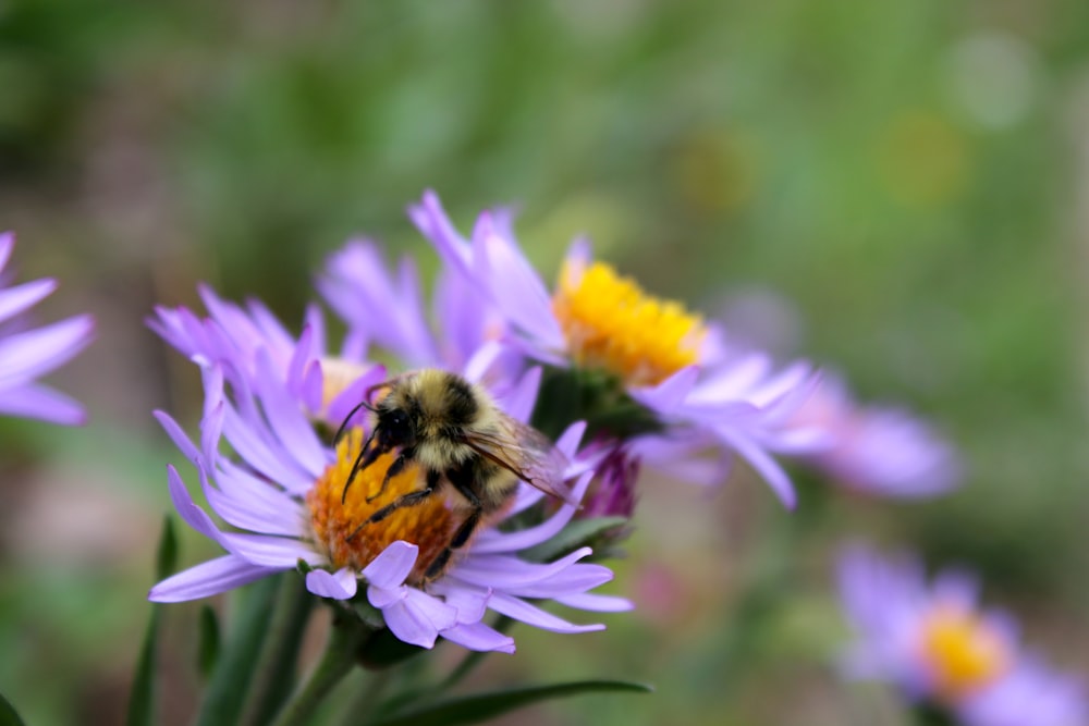 a bee sitting on top of a purple flower